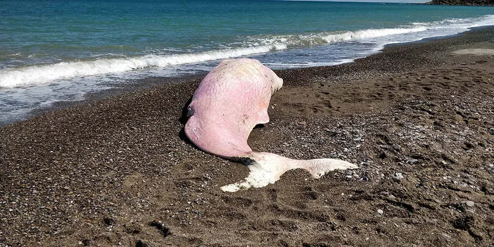 Capodoglio spiaggiato in Sicilia, Greenpeace: «nel suo stomaco trovata molta plastica