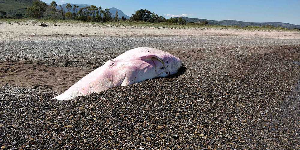Capodoglio spiaggiato in Sicilia, Greenpeace: «nel suo stomaco trovata molta plastica