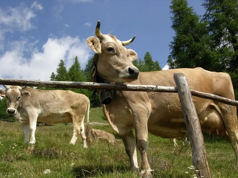 Un borgo vegano sul serio