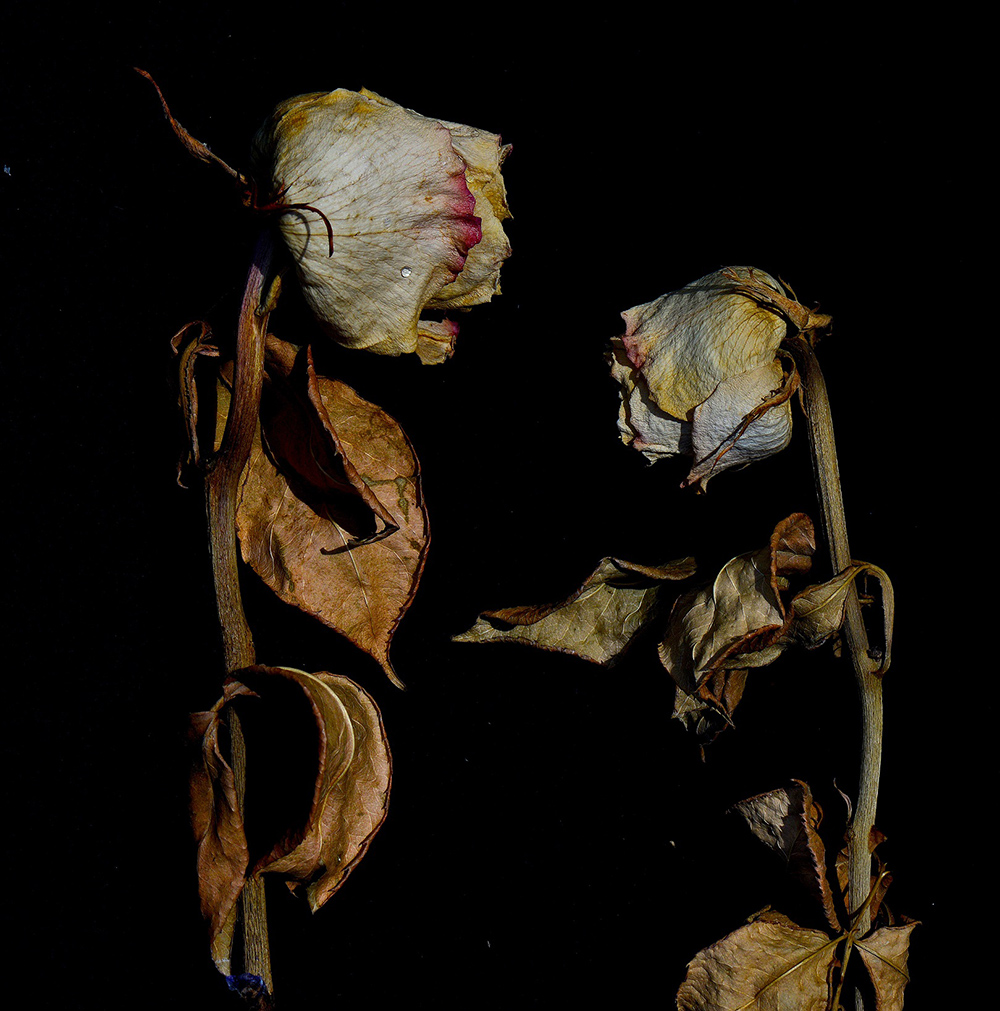 I mitici Momix di Moses Pendleton tour mondiale spettacolo “Alice” in Calabria