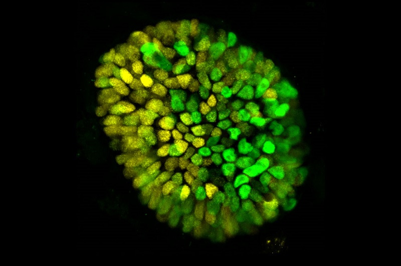 Scienza: ecco il primo embrione umano costruito in laboratorio