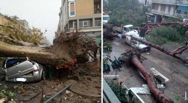 Maltempo: 200 pini secolari caduti a Milano Marittima