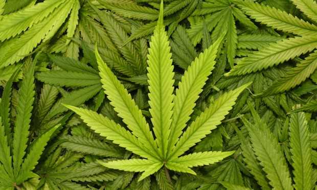 Catania, sequestrata maxi piantagione di Cannabis