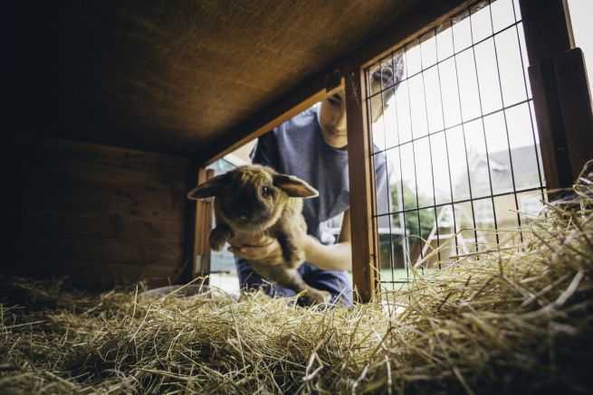 La correlazione tra maltrattamento animale e pericolosità sociale