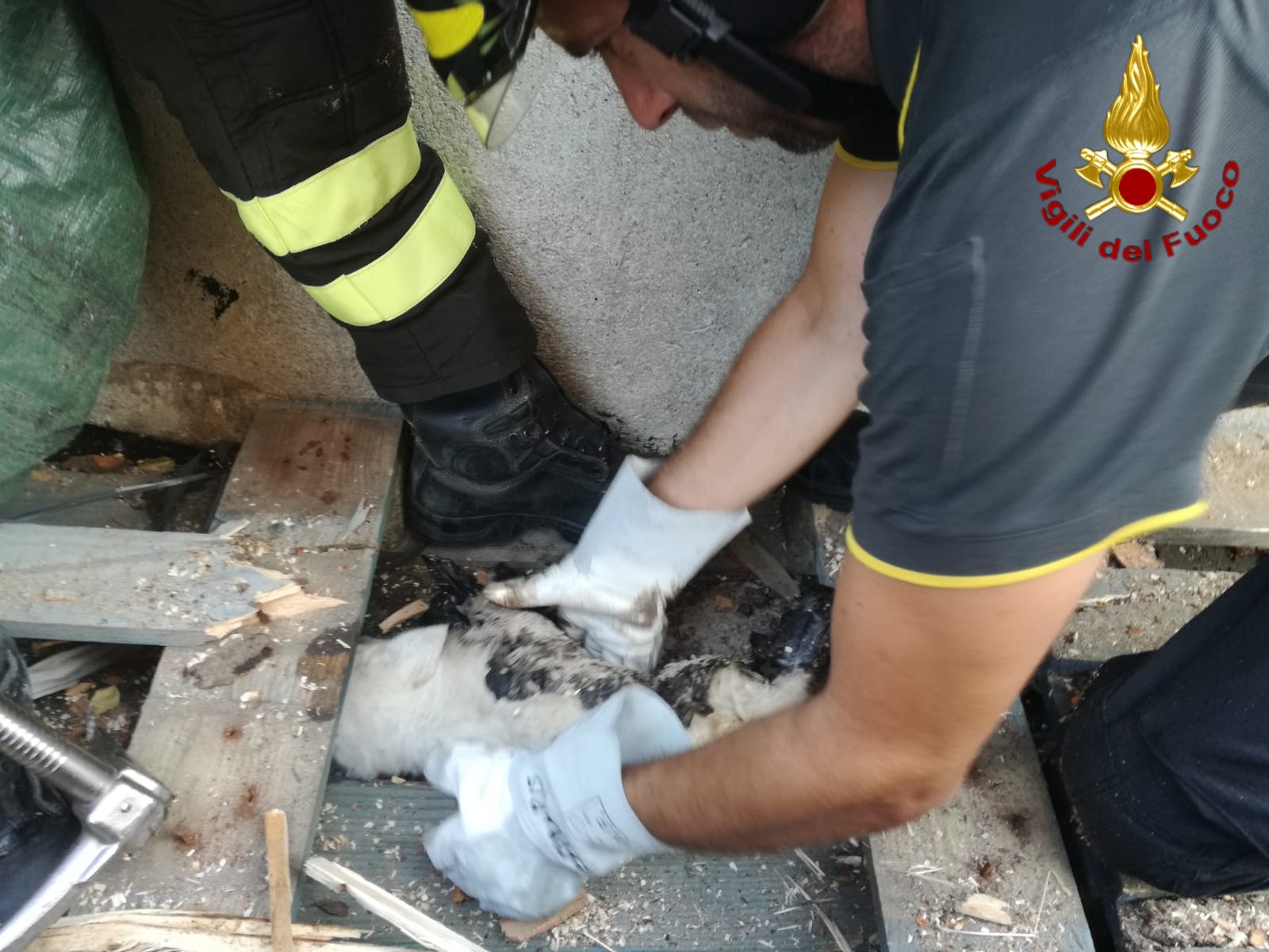 Mesoraca (Kr): I VVF salvano un cucciolo incastrato e bloccato da catrame viscoso