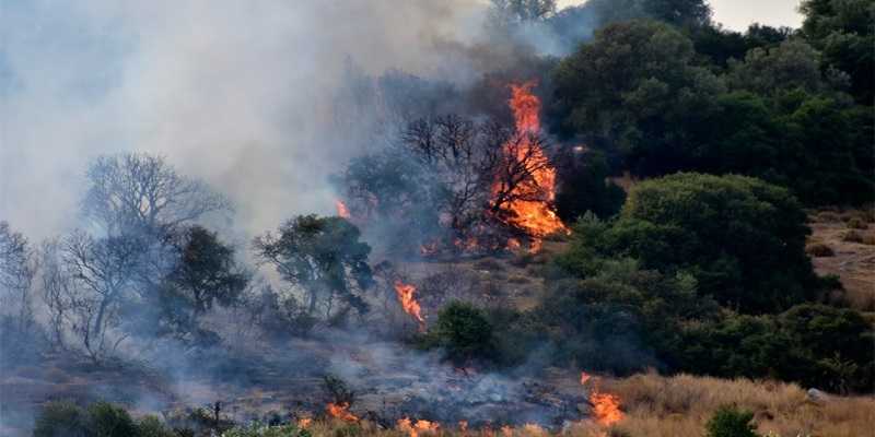 Grecia: "disastro ecologico" sull'isola di Eubea devastata da un incendio boschivo