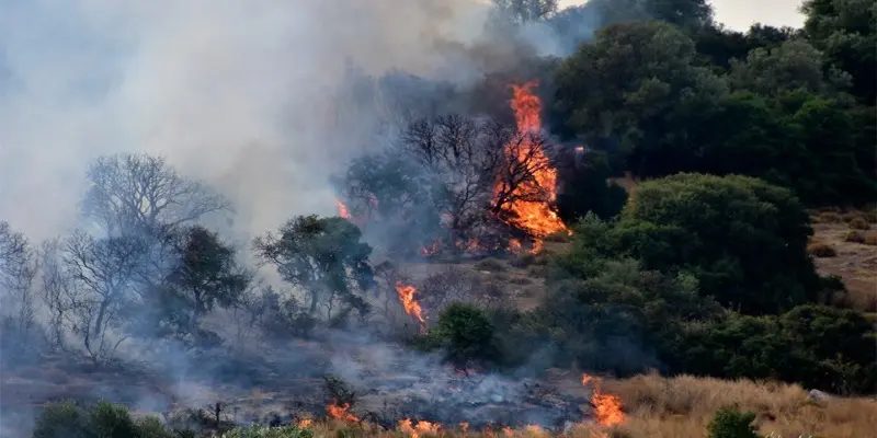 Grecia: "disastro ecologico" sull'isola di Eubea devastata da un incendio boschivo