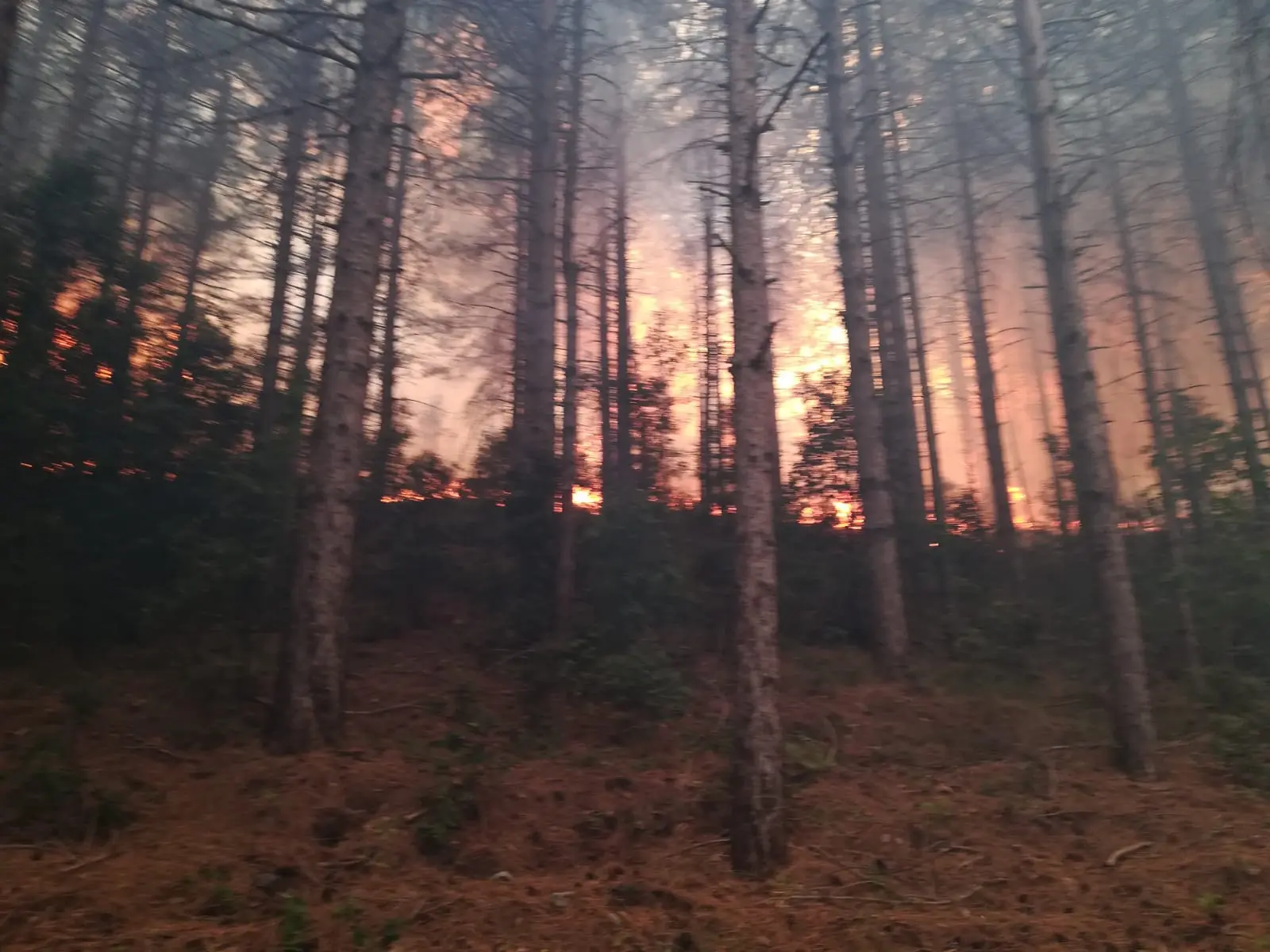 Il Parco del Pollino in fiamme, intervento con mezzi aerei dei VVF