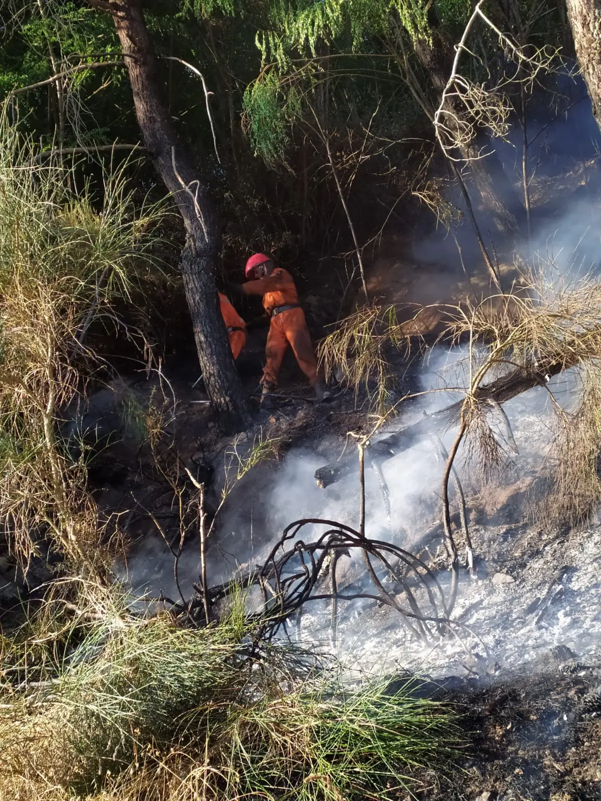 Vasto incendio nei boschi di Tiriolo e San Pietro A. Sette unità dei volontari Diavoli Rossi