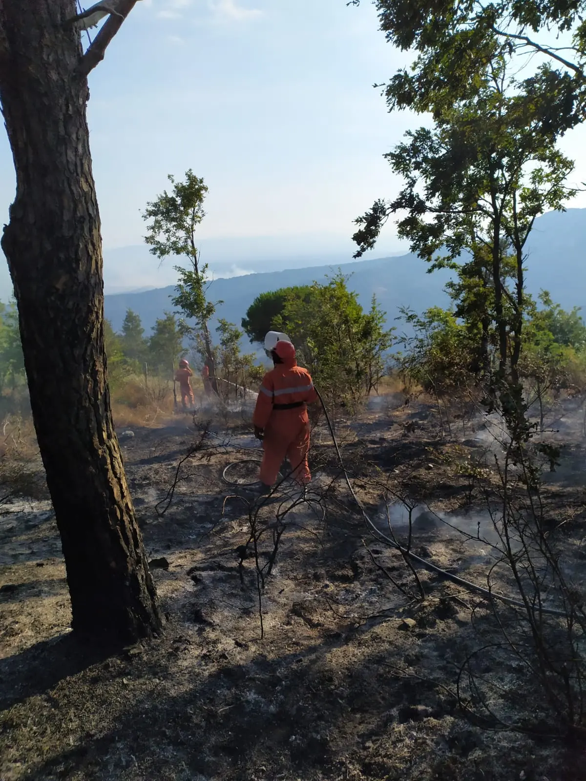 In fiamme le colline di Gimigliano, danneggiate abitazione, sul posto i VVF. Video