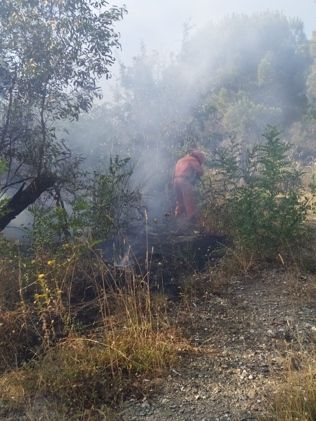 In fiamme le colline di Gimigliano, danneggiate abitazione, sul posto i VVF. Video