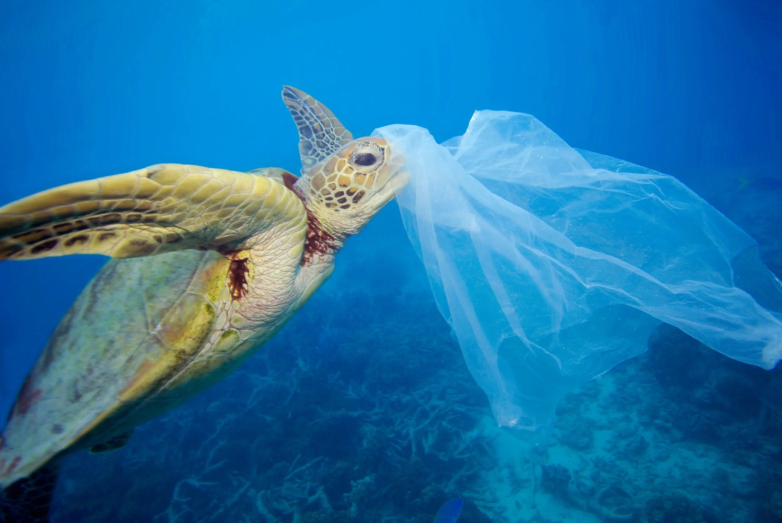 Ministro Costa:#Plasticfree, aumentano le adesioni