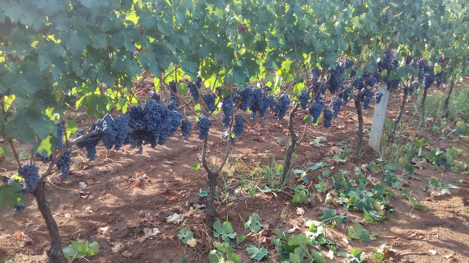 Vino Coldiretti: vendemmia da molto buona ad eccezionale con – 3% di produzione