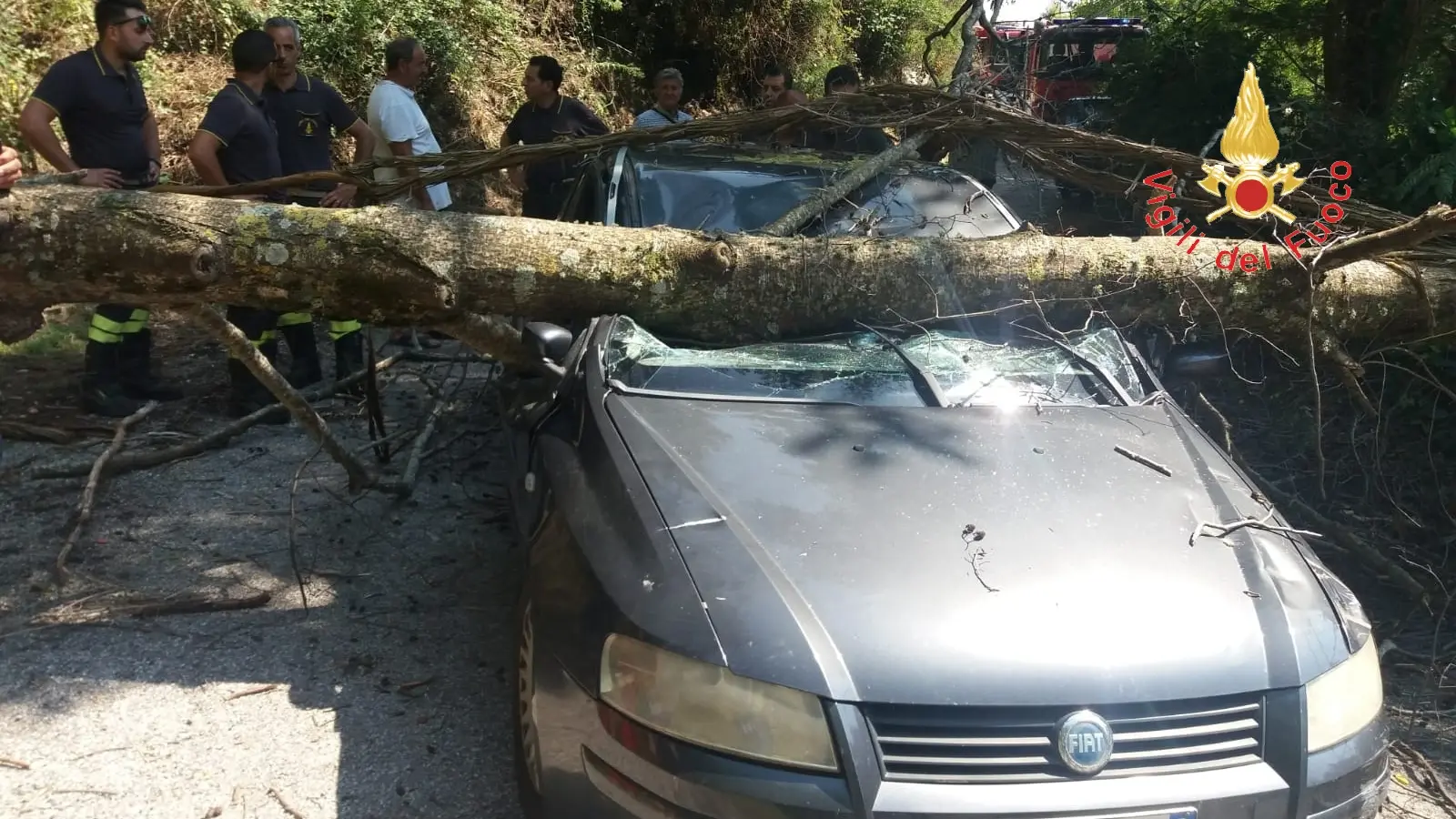 Lamezia Terme: Albero cade su auto in transito: donna in ospedale, intervento dei VVF e Suem118