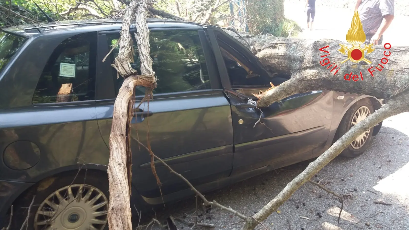 Lamezia Terme: Albero cade su auto in transito: donna in ospedale, intervento dei VVF e Suem118