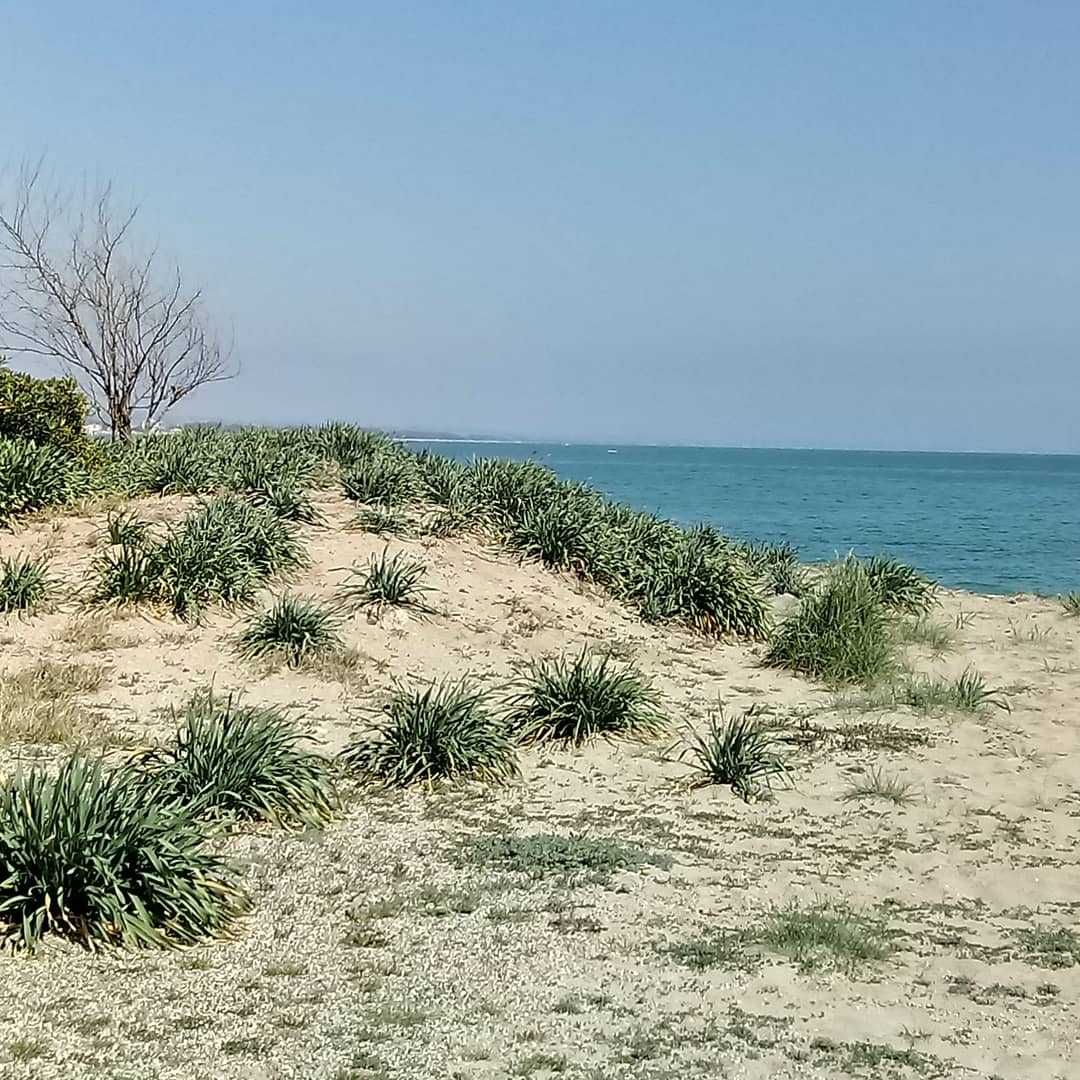 Un cinghiale a spasso sulla spiaggia di Roccelletta