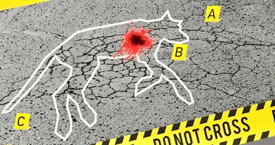 La veterinaria forense
