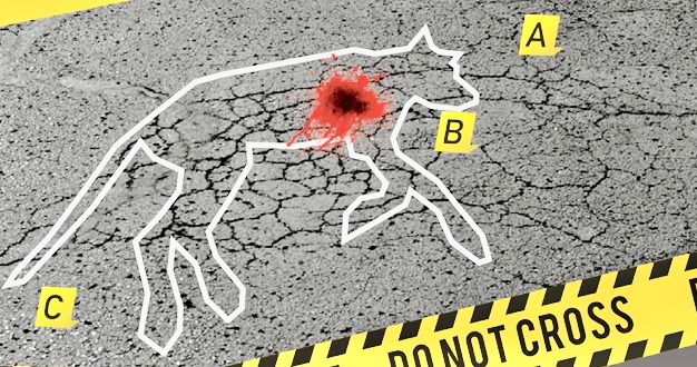 La veterinaria forense