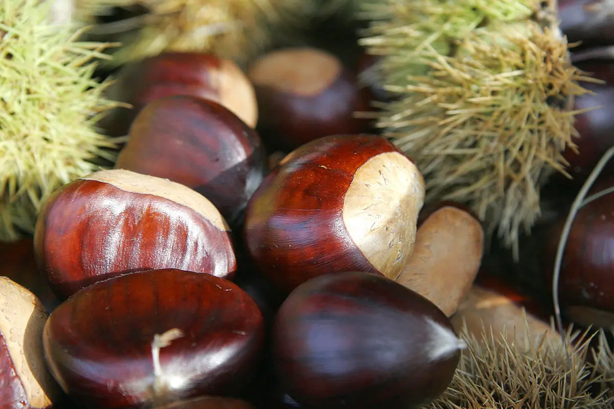 Coldiretti, raccolto in calo del 30% per le castagne italiane