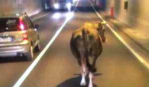 Mucche invadono autostrada A2 in Calabria, sfiorato incidente