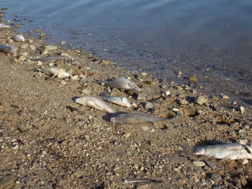 Catanzaro. Parentela, moria pesci in Lago Angitola. Arpacal in attesa analisi acqua