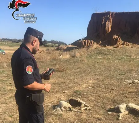 Carcasse ovini abbandonate su terreno, denunciata allevatrice