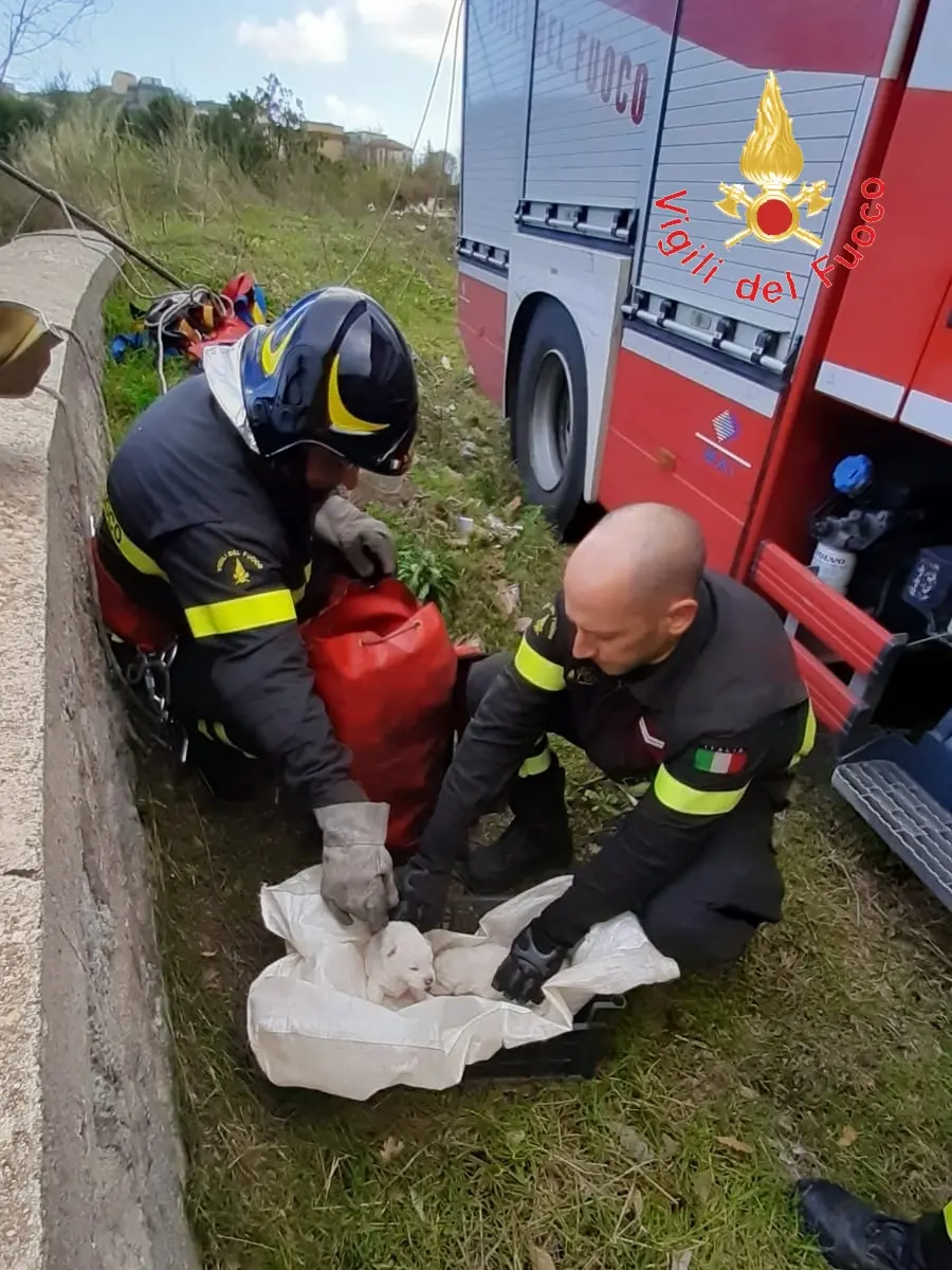 I VVF salvano 4 cuccioli abbandonati in un dirupo sottostante la strada