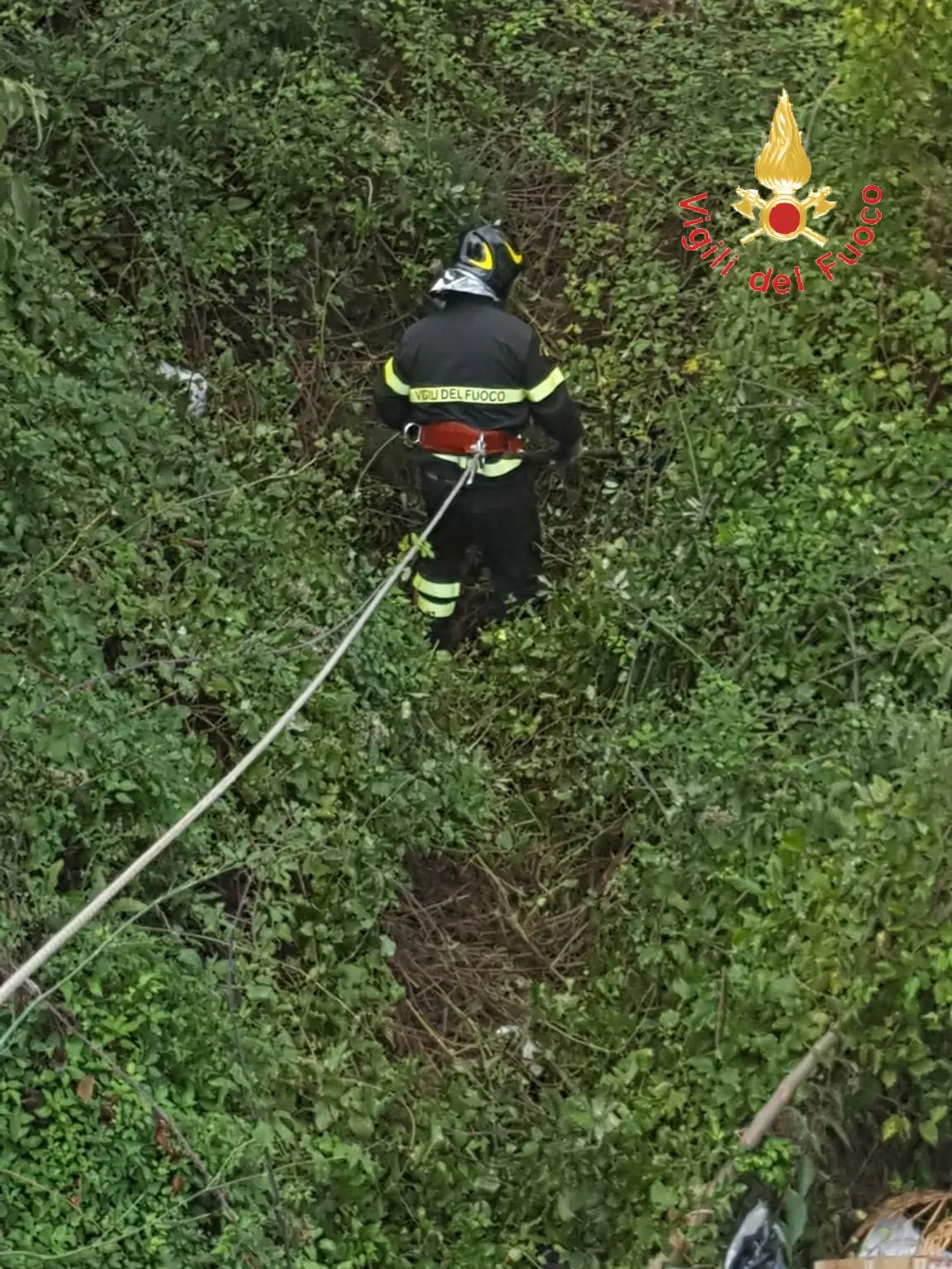 I VVF salvano 4 cuccioli abbandonati in un dirupo sottostante la strada