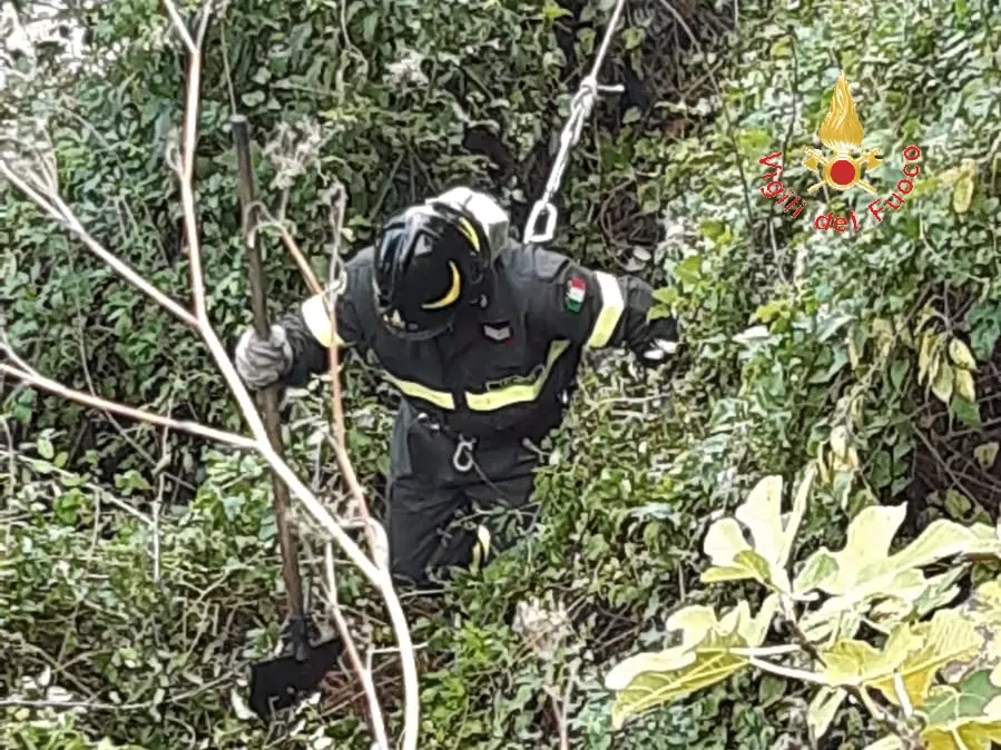 I VVF salvano 4 cuccioli abbandonati in un dirupo sottostante la strada