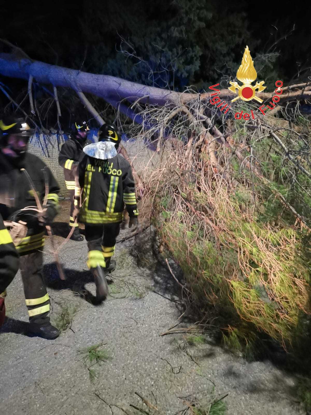 Catanzaro. Albero cade sulla strada e trancia cavi elettrici. Sul posto i VVF