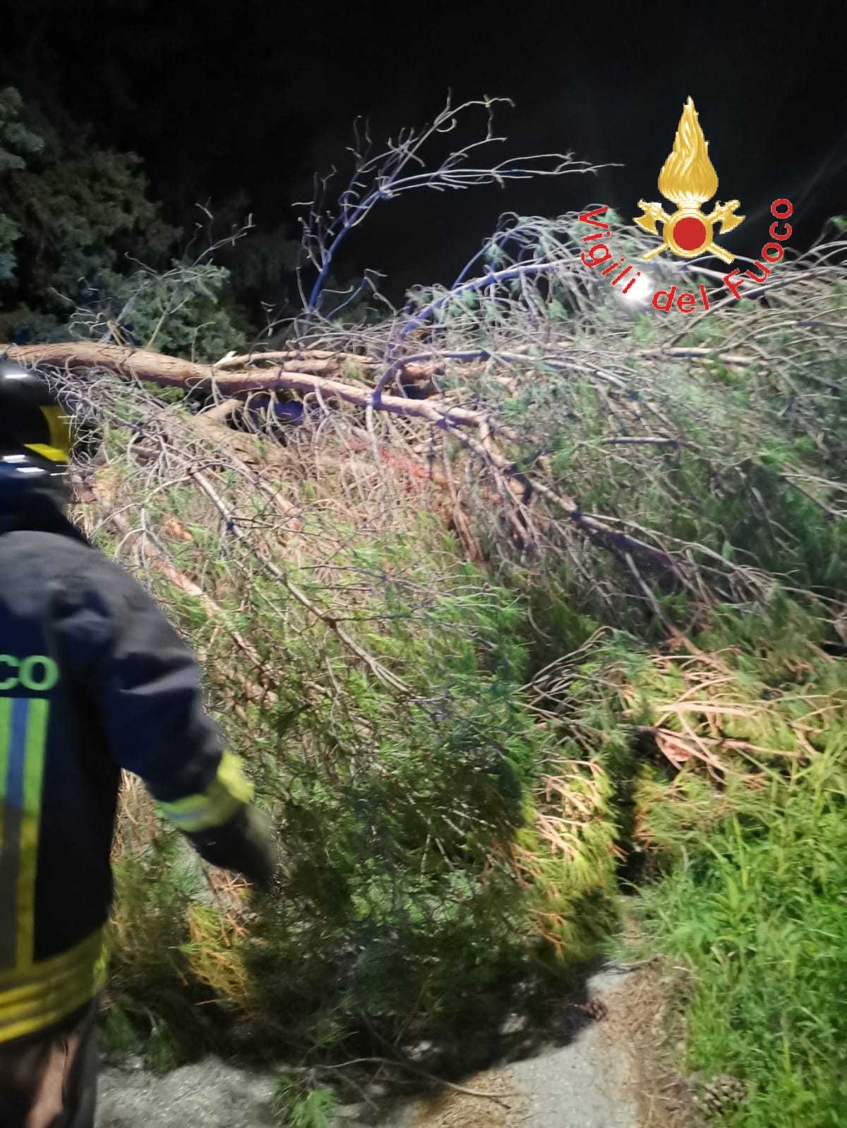 Catanzaro. Albero cade sulla strada e trancia cavi elettrici. Sul posto i VVF