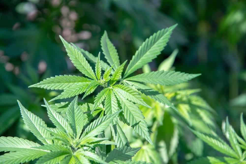 Cannabis Cassazione:legale coltivarla  in piccole quantità