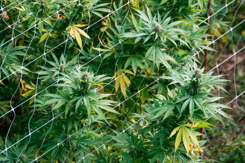 Cannabis coltivata in casa: Ecco i paletti della Cassazione