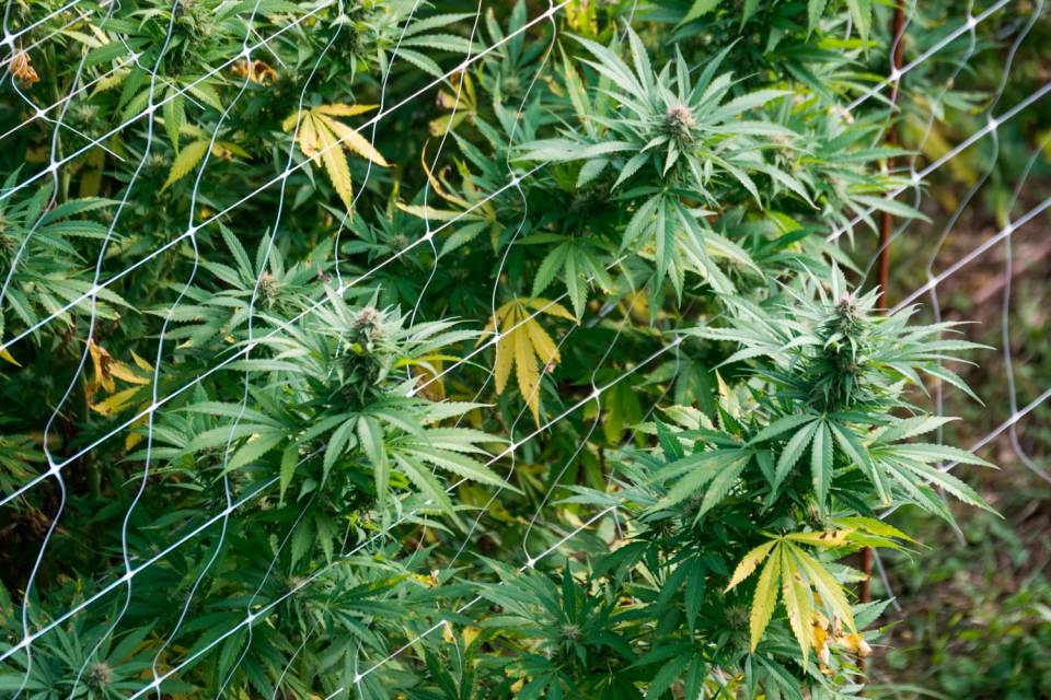 Cannabis coltivata in casa: Ecco i paletti della Cassazione