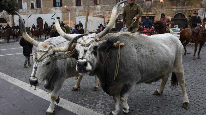Vaticano: domani mucche, pecore e maiali in Piazza San Pietro