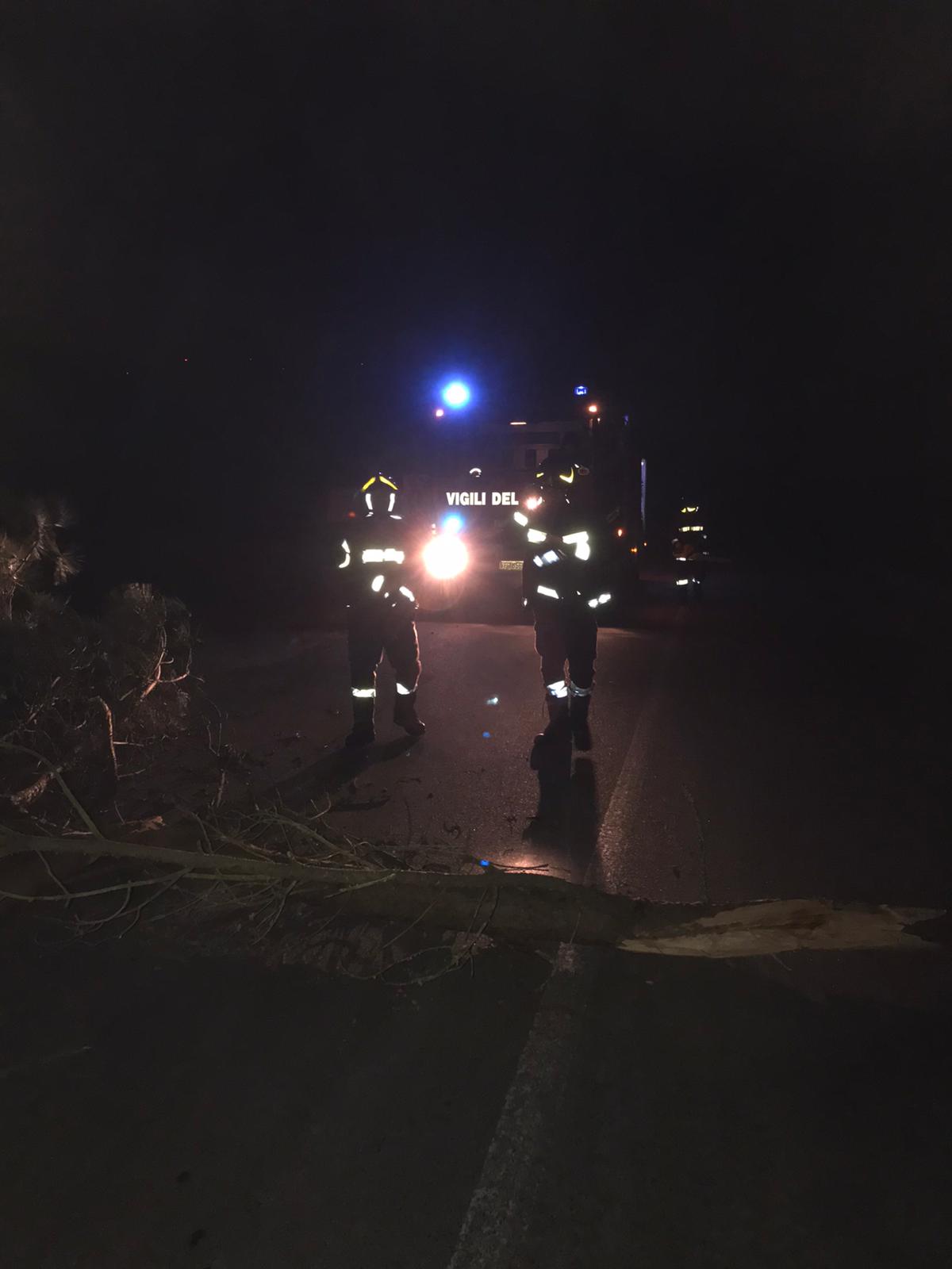 La Tempesta Ciara colpisce il Catanzarese, molti alberi divelti intervento, dei VVF. Video