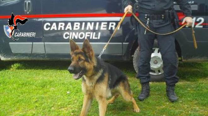 Droga: trovato con marijuana e cocaina, arrestato 47enne nel crotonese