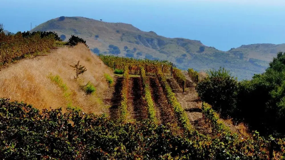 Furto alla coop Terre Grecaniche, rubati macchine e attrezzi. Azienda aderisce al Consorzio Macramé.