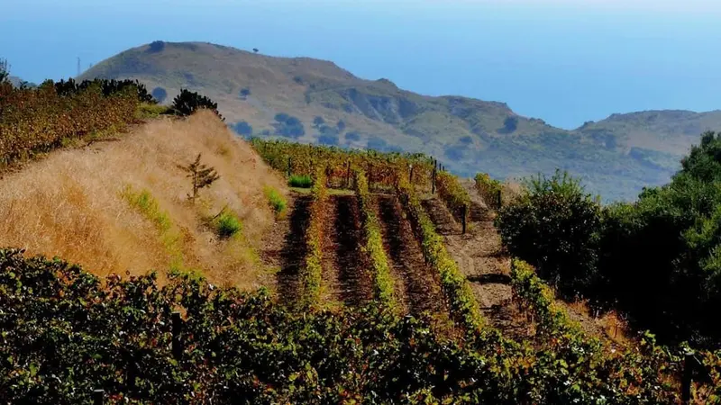 Furto alla coop Terre Grecaniche, rubati macchine e attrezzi. Azienda aderisce al Consorzio Macramé.