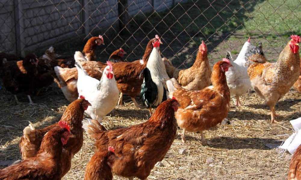 Calabria. Coronavirus: violano misure per rubare galline, denunciati