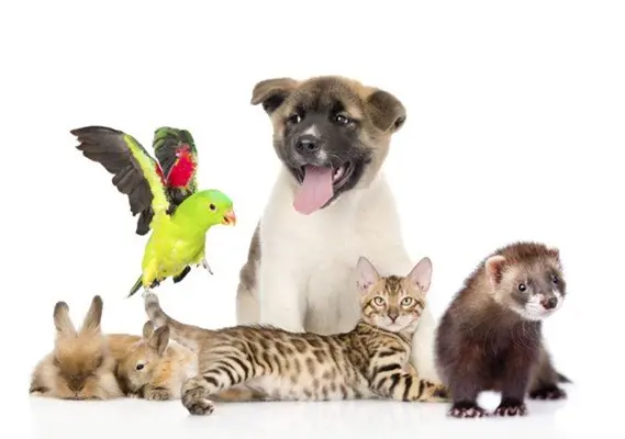 App imprescindibili per padroni di animali domestici