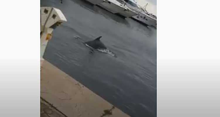 Coronavirus, Fake news: i delfini riconquistano il porto di Pescara (Video)
