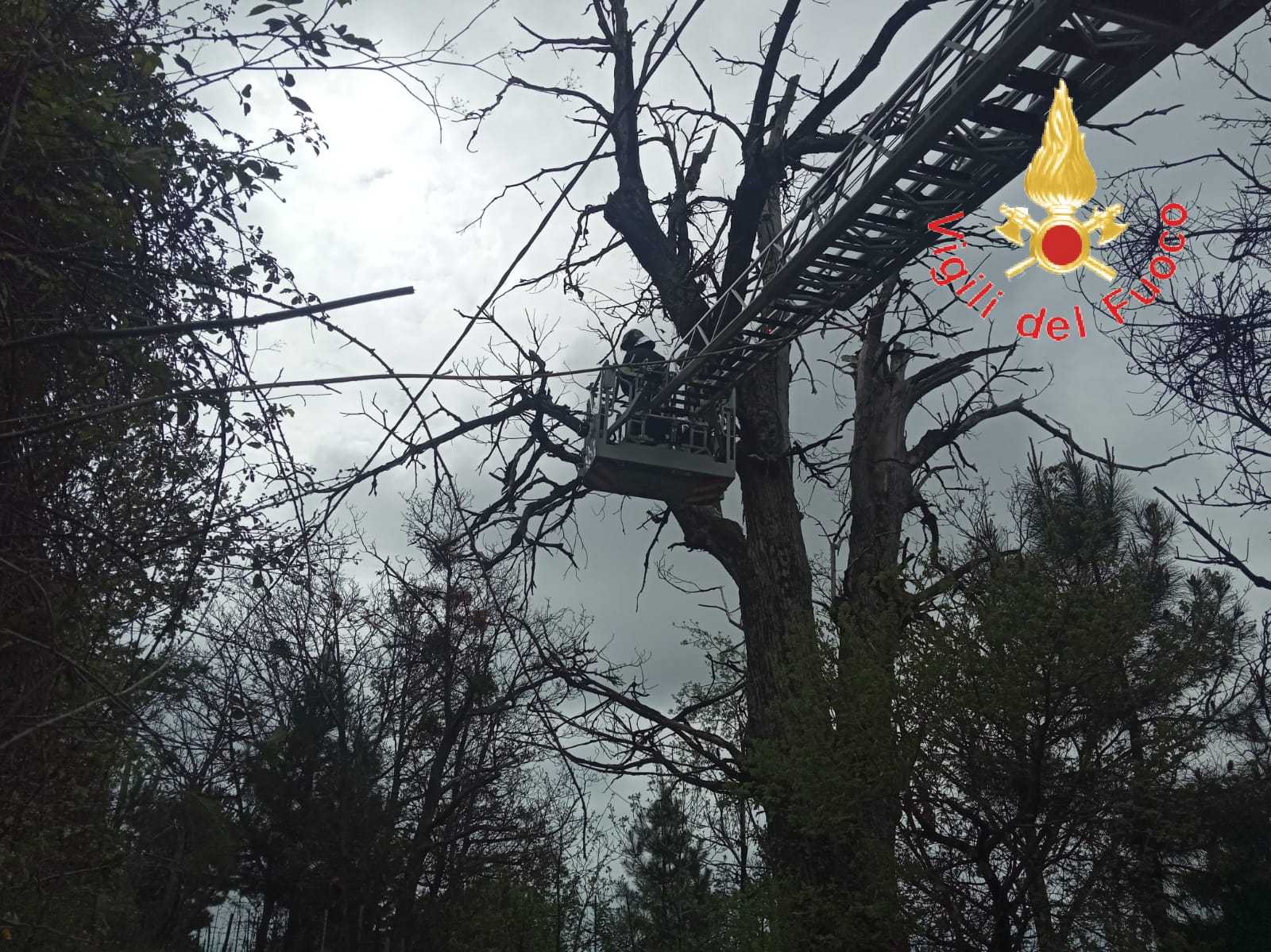 Taverna. I Volontari VVF mettono in sicurezza albero d'alto fusto minaccia alla popolazione. Video