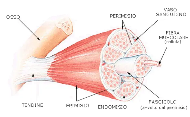 Le fibre muscolari: quali sono e come si allenano?