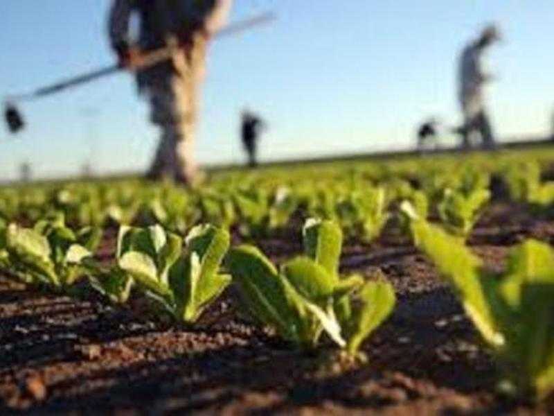 Regione: Gallo, da Psr e Domanda Unica 6 mln per agricoltori