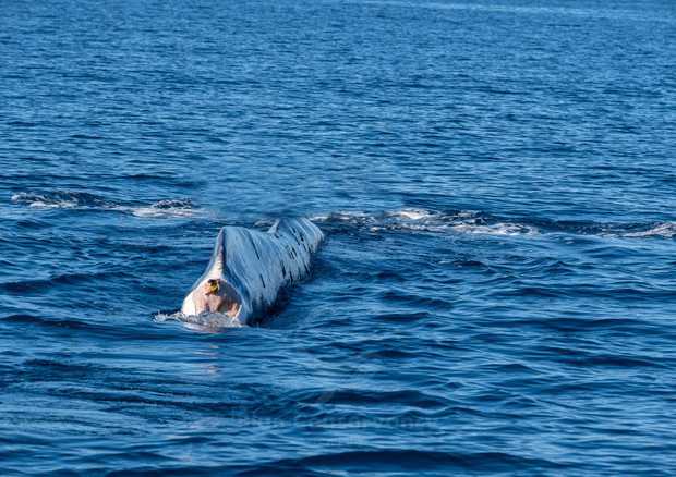 Balenottera senza coda vicina a coste calabresi. Avvistata e segnalata a volontari Crtm
