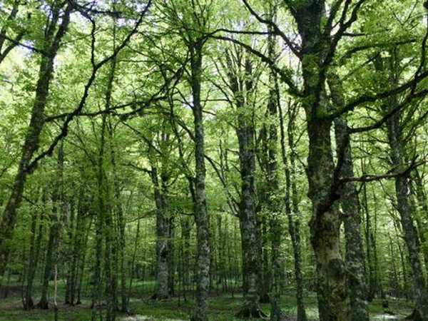 PSR, 14 milioni per la valorizzazione del patrimonio forestale