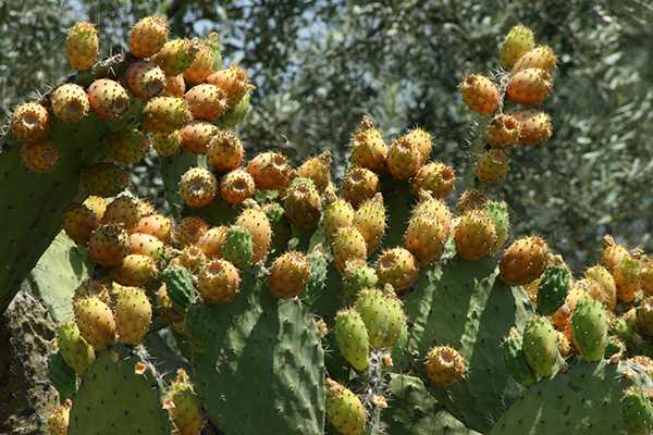 Franco Sicari: “I fichi d'india”