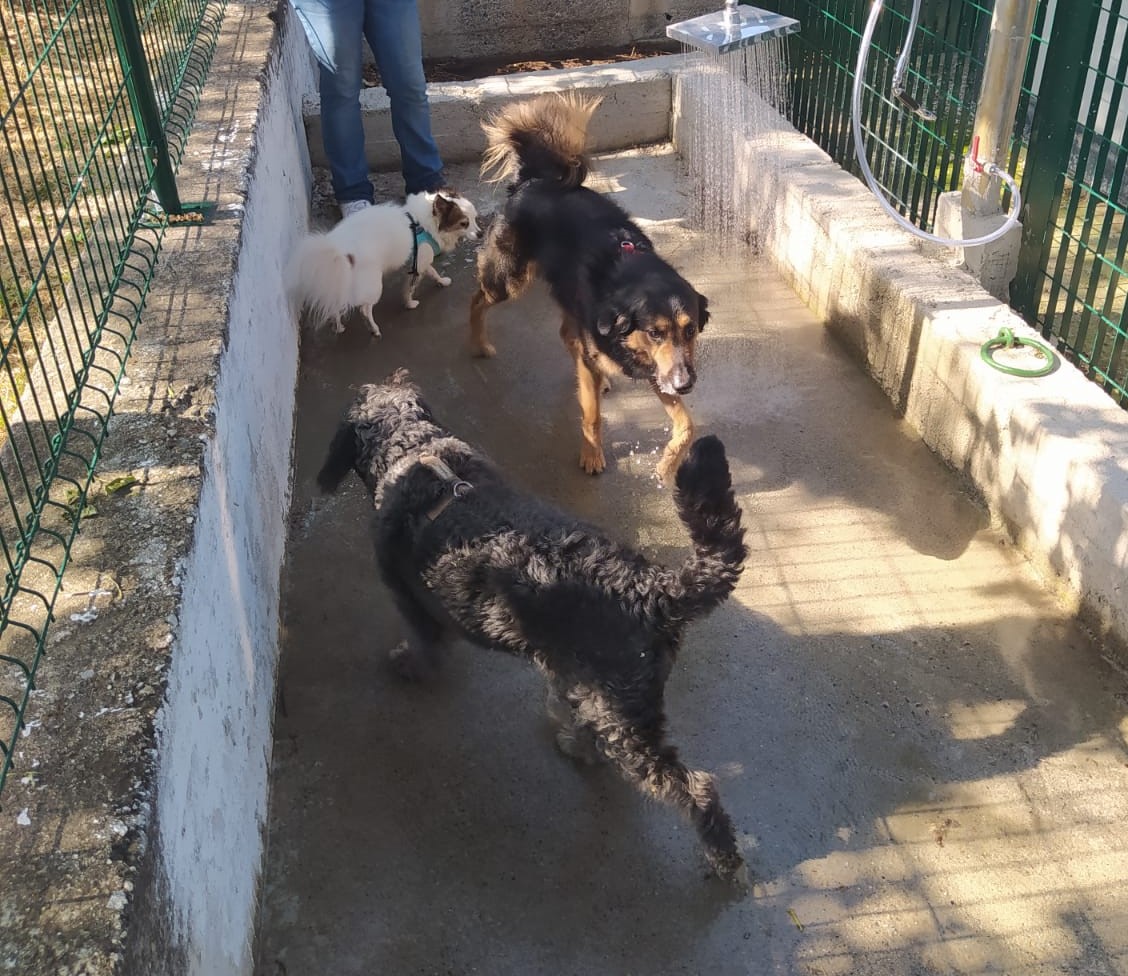 Catanzaro. Abramo e Traversa: Aperta l’area di sgambamento cani al parco della biodiversità. Foto