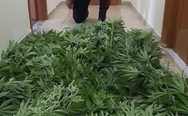 Droga: nel catanzarese coltivava marijuana in giardino, arrestato 66enne. Tra i pomodori sono state